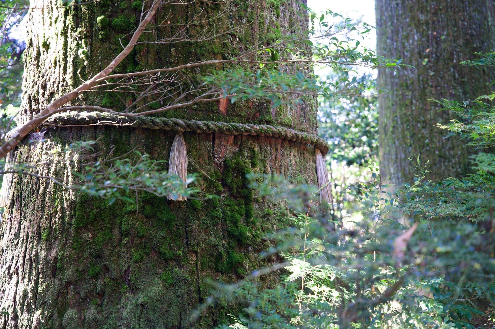 Arbre décoré du sanctuaire