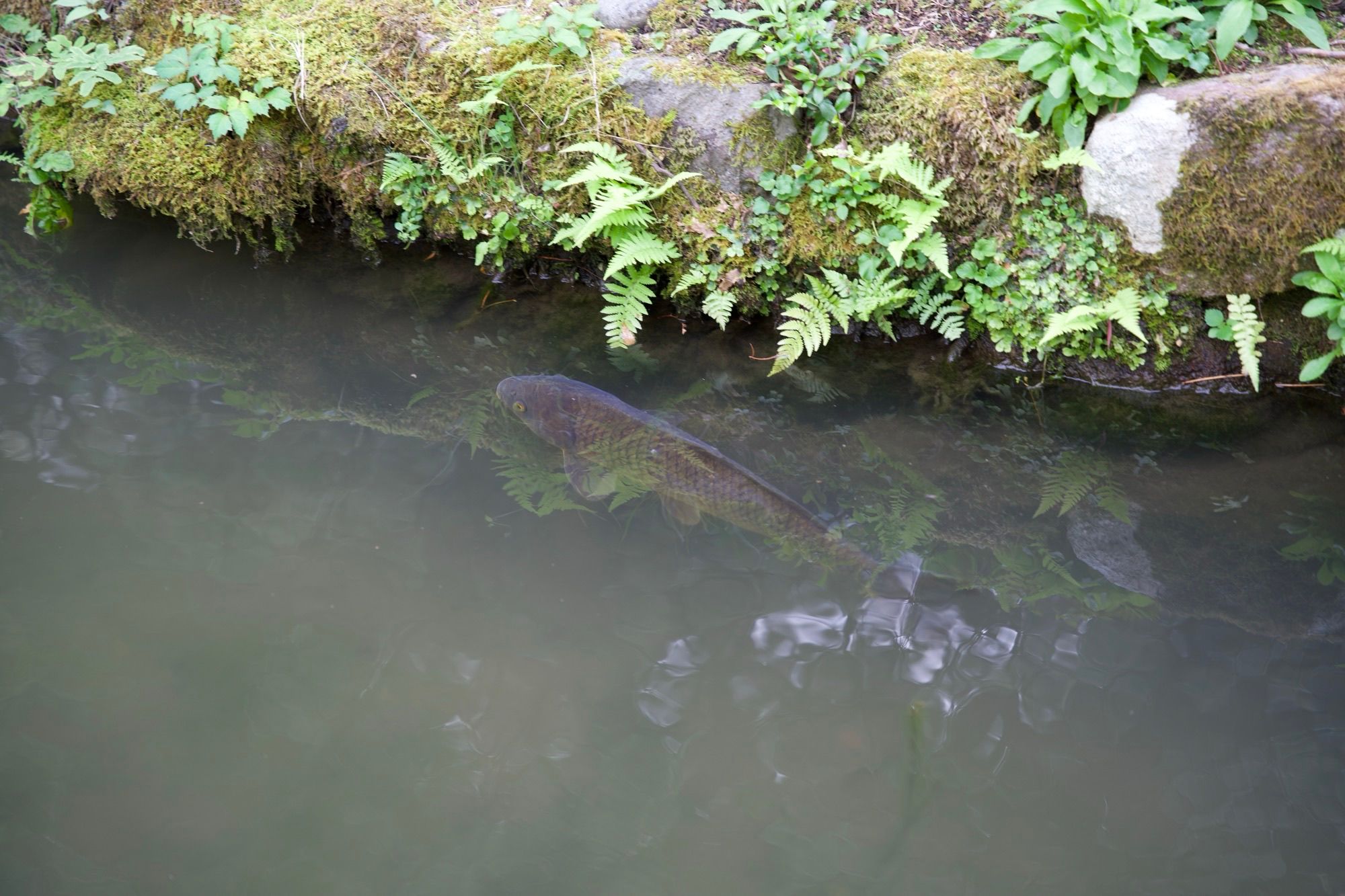 Gros poisson