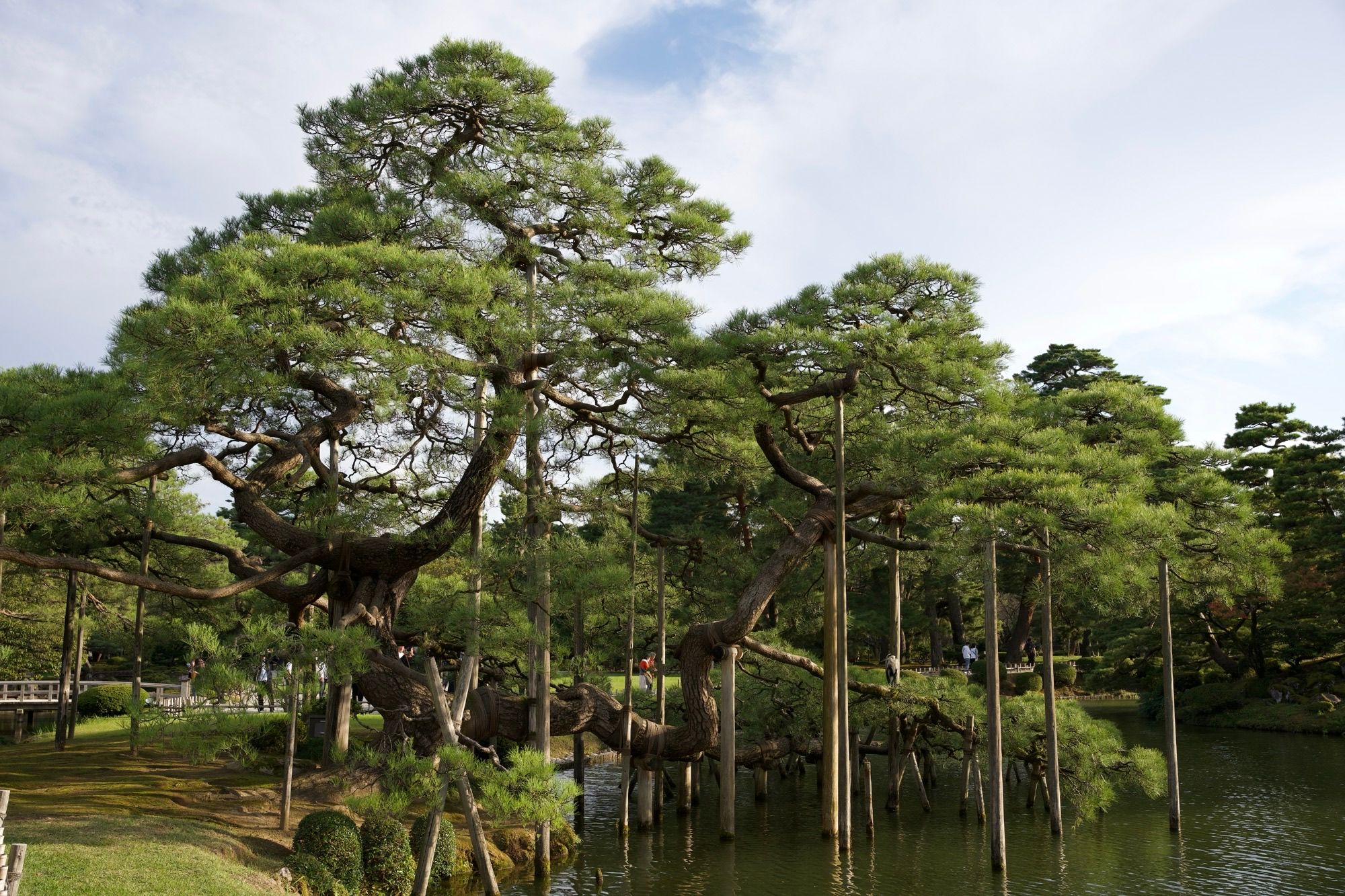 Impressionnant niwaki au jardin Kenroku-en