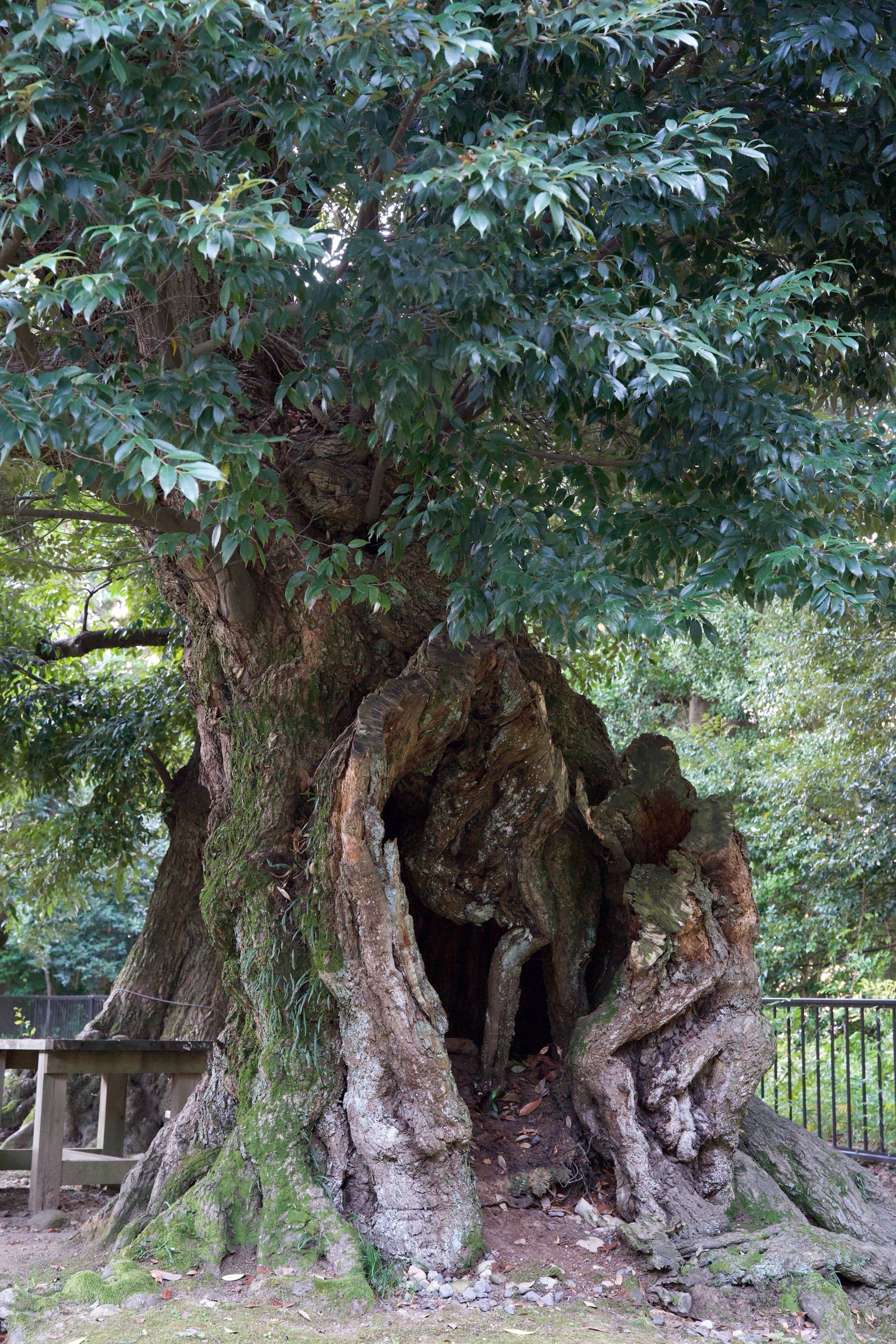 Arbre refuge