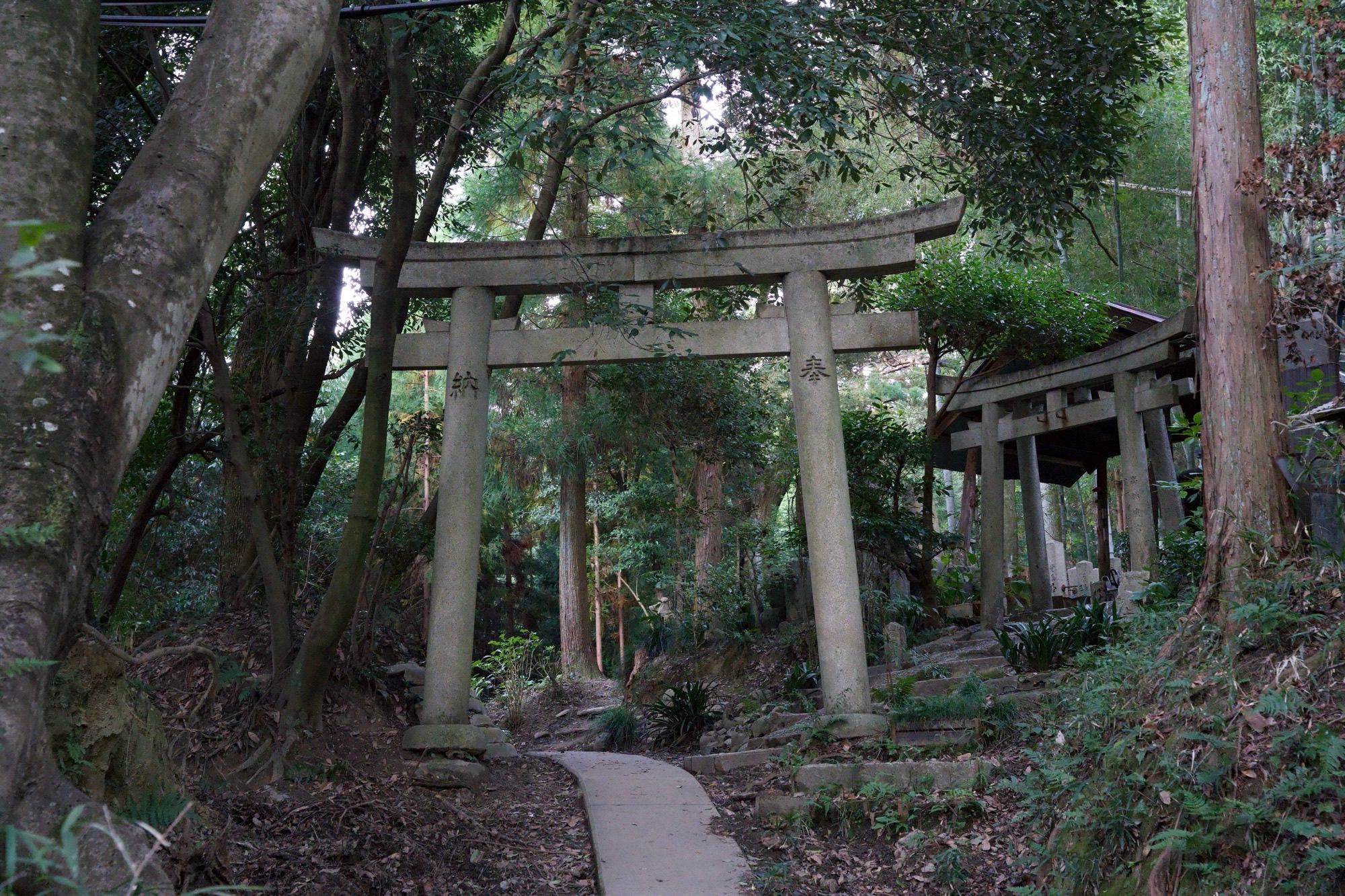 Torii perdu en forêt