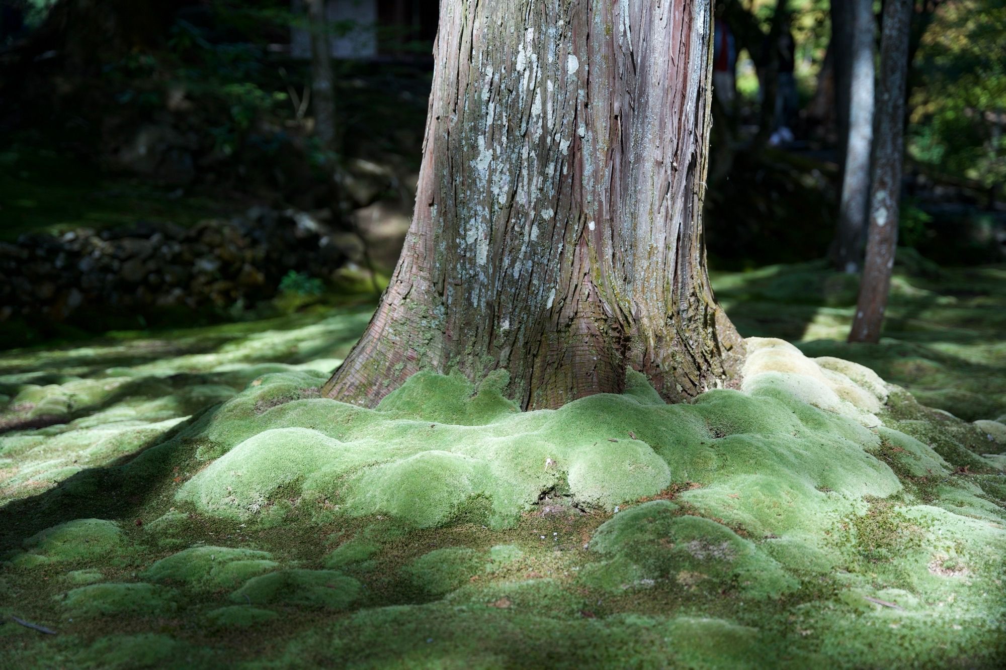 Bulles d'arbre