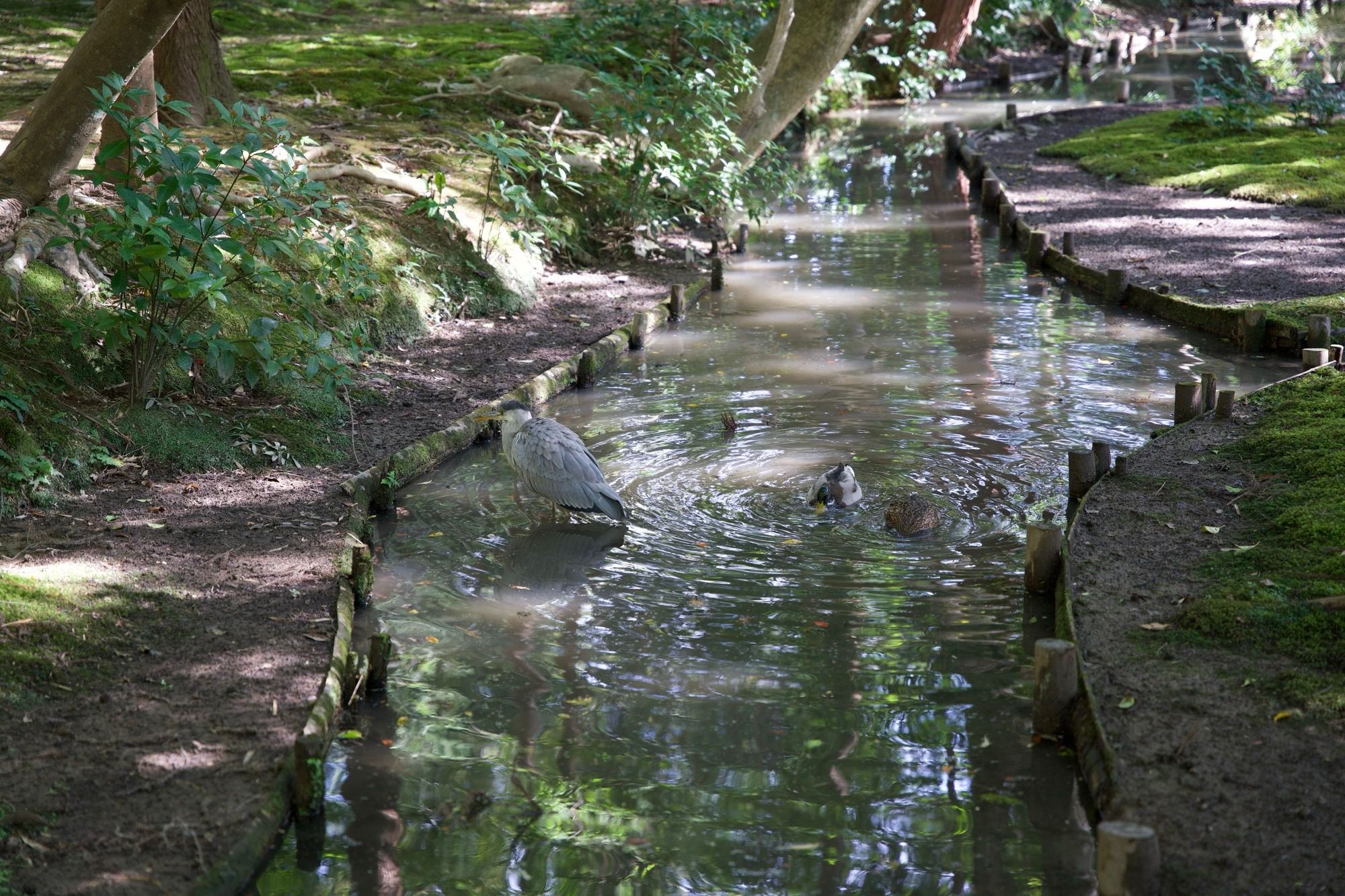 Grue et canards barbotants