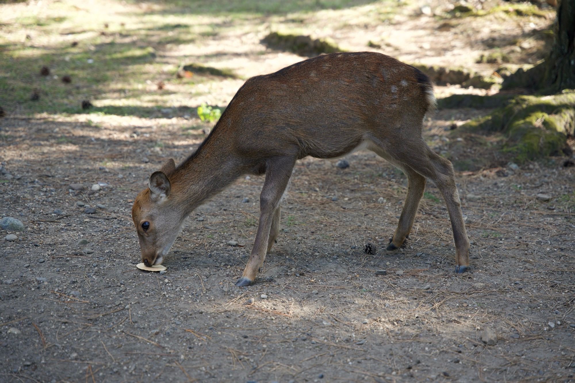 Faon gourmand