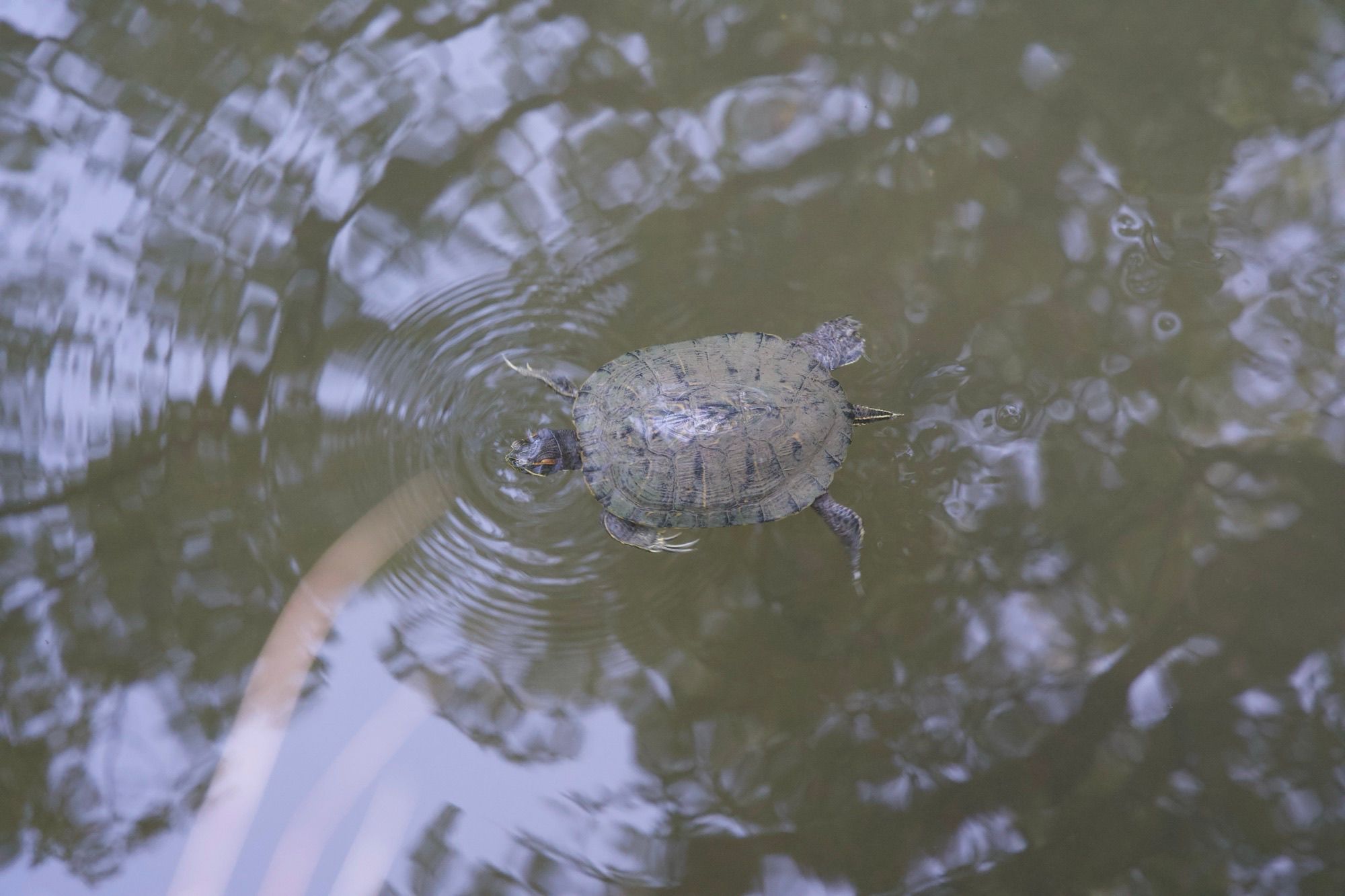 Tortue se baladant