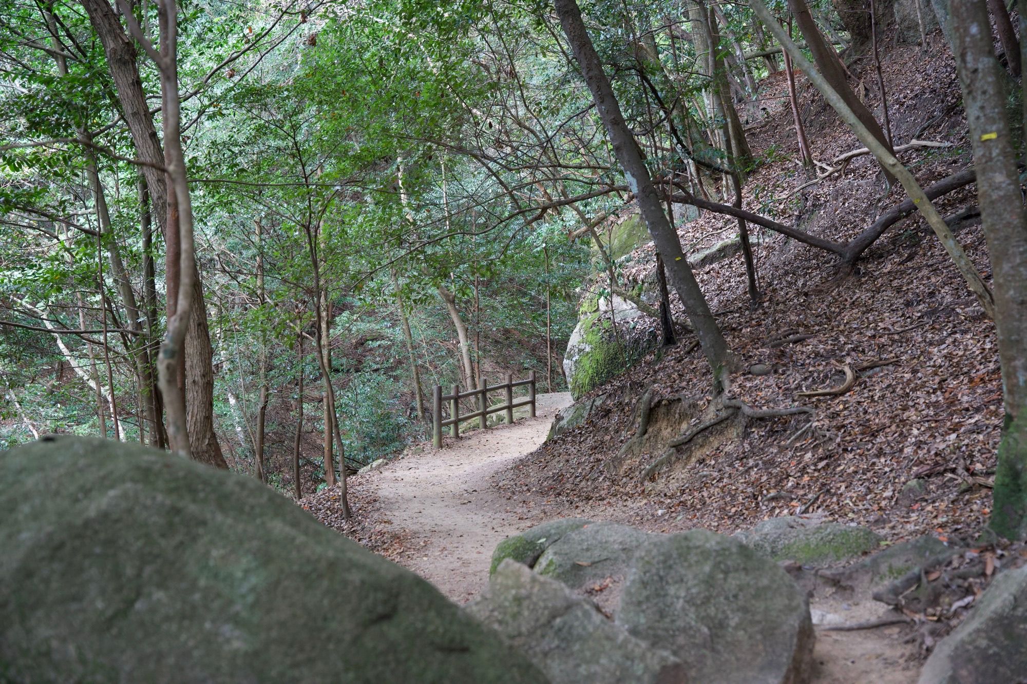 Parcours à travers la forêt