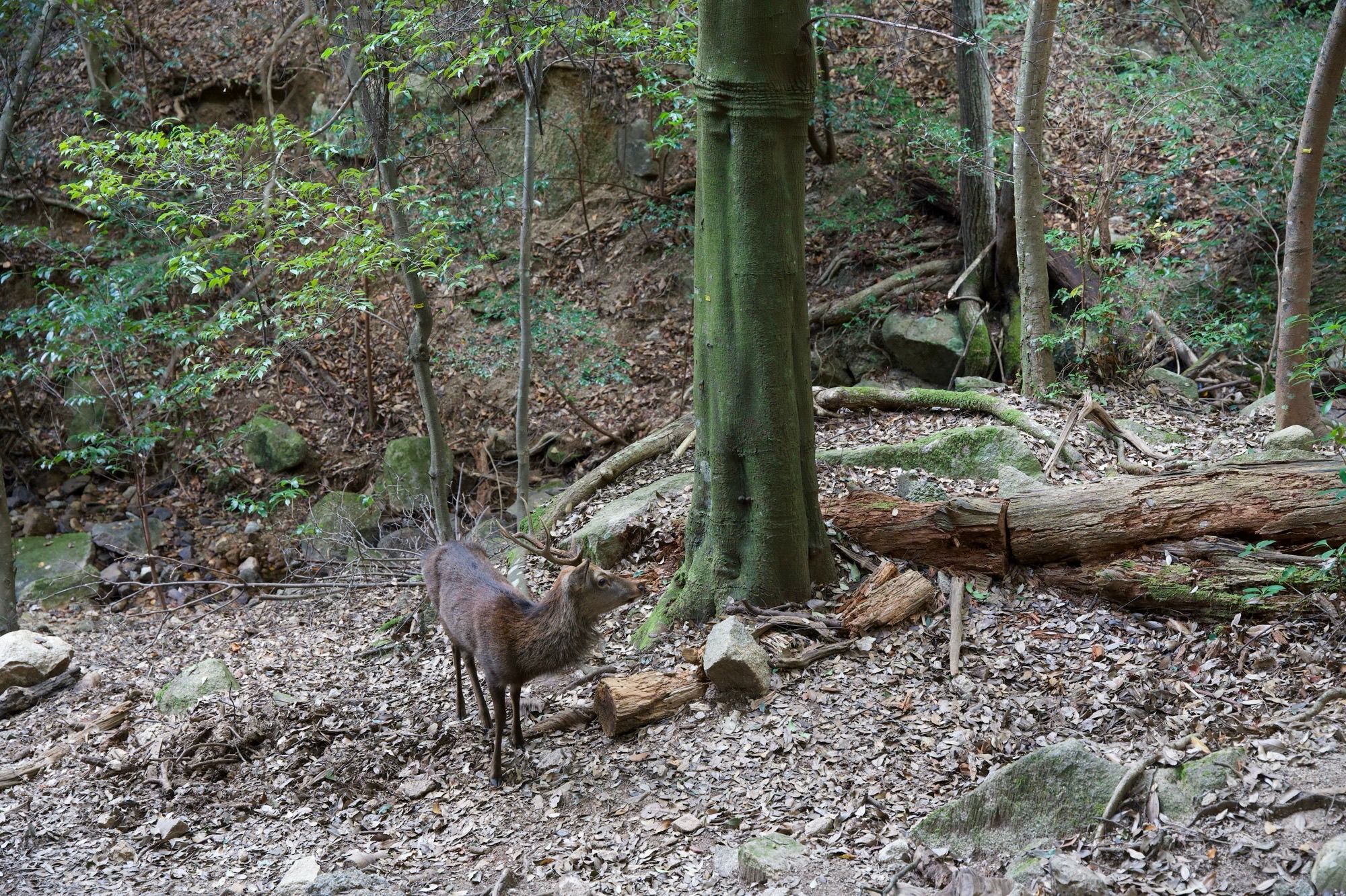 Compagnon de voyage