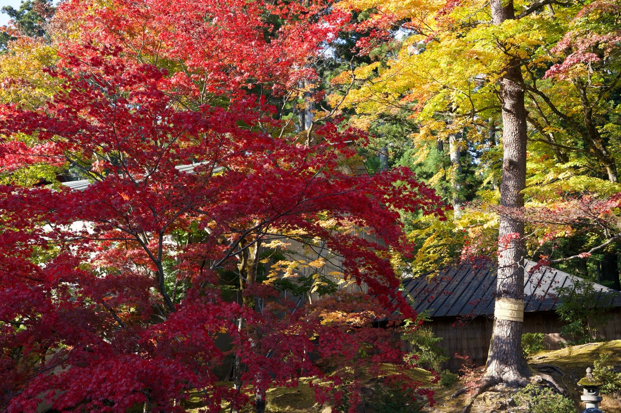 Couleurs d'automne autour du temple